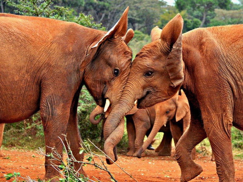 9 Слоны в Национальном парке Найроби, Кения. Автор - Ashwati Vipin.