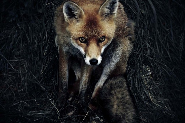 15. Рыжая лиса в сумерках в Шепрете, Англия. Автор - Sam Morris.