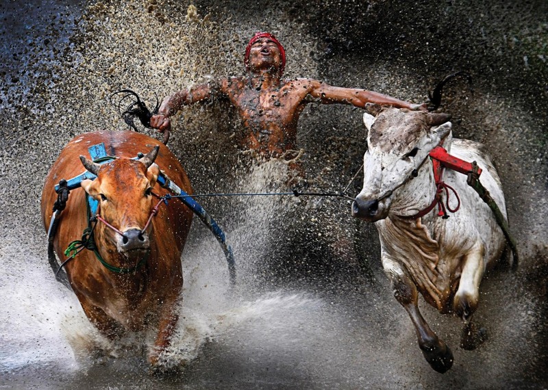 «Радость в конце забега». Фотограф - Вэй Сэн Чень (Китай). 
1 место в категории «Спорт». на фото наездник, держащий быков за хвосты, испытывает радость и облегчение в конце опасного заезда по рисовому полю.