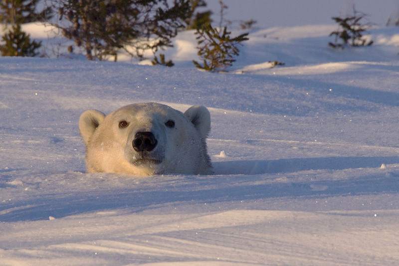 8. Белый медведь. Снимок сделан в Национальном парке Манитоба. Автор - Christine Haines.
