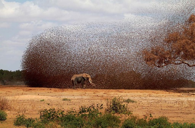 17. Большая стая красноклювых ткачей и африканский слон направляются к водопою в Национальном парке Тсаво в Кении. Автор - Antero Topp.