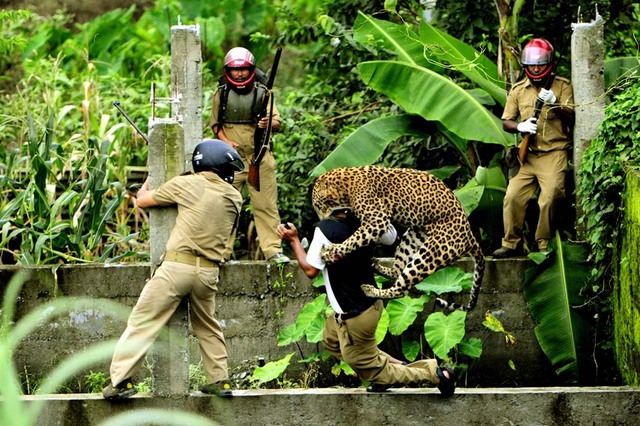 18. Леопард напал на работника леса после того, как он бросил в него камнем, на заброшенной стройке в поселке Лимбу, Индия. Автор - Salil Bera.