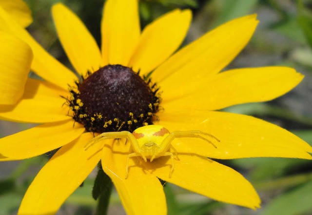 19. Желтый паук на желтом цветке. Фото сделано в Дорсете, Онтарио, Канада.Автор работы -  Jeremy Crawford.
