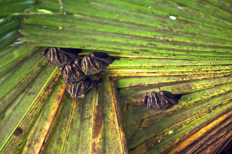 13  Летучие мыши в листве в тропическом лесу. Коста-Рика. Автор - Brendene Barkley.