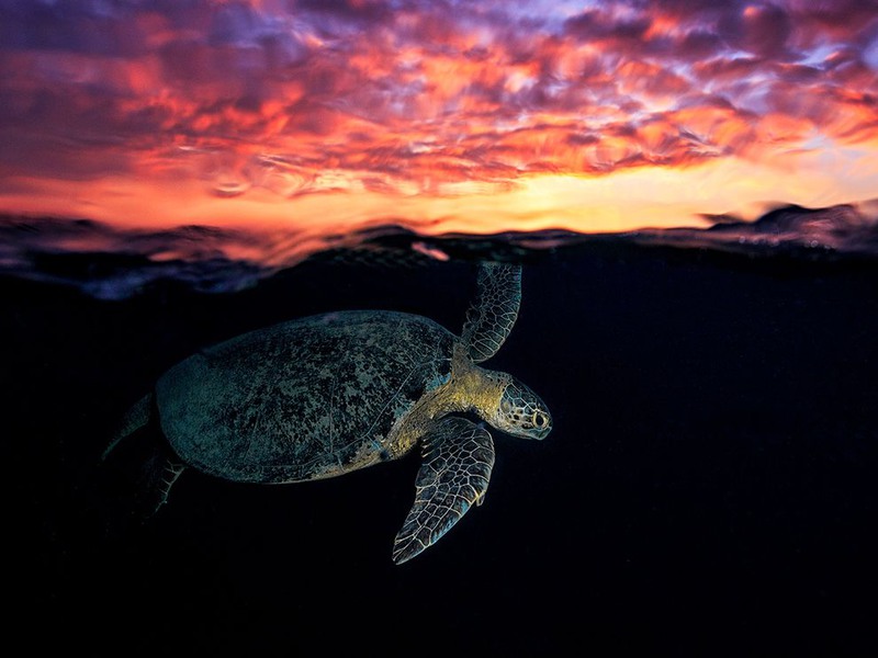 12 "Под солнцем". Автор - Gaby Barathieu. Снимок сделан вблизи Коморских островов в Майотта.