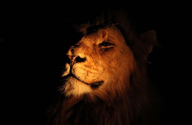 22. Лев в в Национальном парке Крюгера в Южной Африке. Автор - Michaela May.