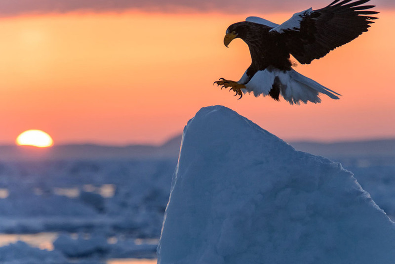 17. Орел садится на льдину. Снимок сделан на полуострове Сиретоко, восток острова Хоккайдо, Япония. Автор - Hidetoshi Kikuchi.