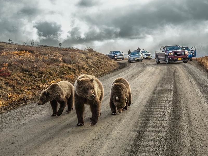 17 "Медвежий джем". Автор - Aaron Huey. Медведица гризли с медвежатами идут по дороге в Национальном парке Денали, который расположен в самом центре Аляски.