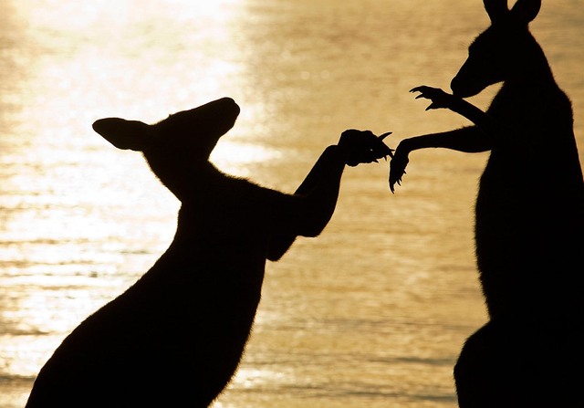 27. Молодой и старый кенгуру сражаются на рассвете. Автор - Raoul Slater.
