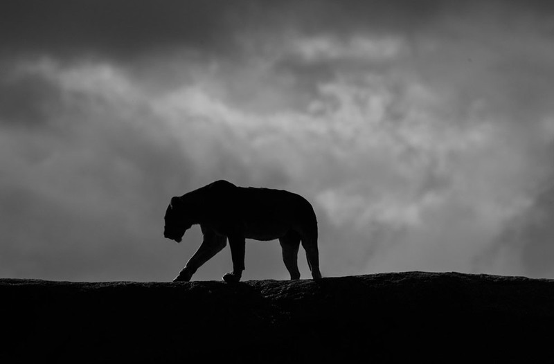 22. Львица. Снимок сделан на горном хребте в Серенгети. Танзания. Автор - James Kobacker.