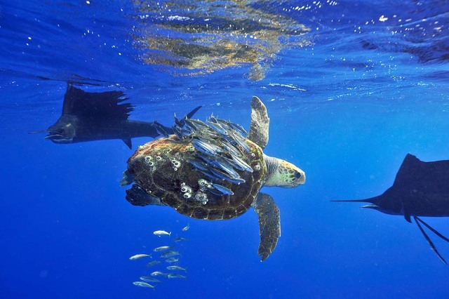 30. Марлины кружат вокруг черепахи, за которую спрятались более мелкие рыбы. Снимок сделан у берегов Мексики. Автор - Scott Belt.
