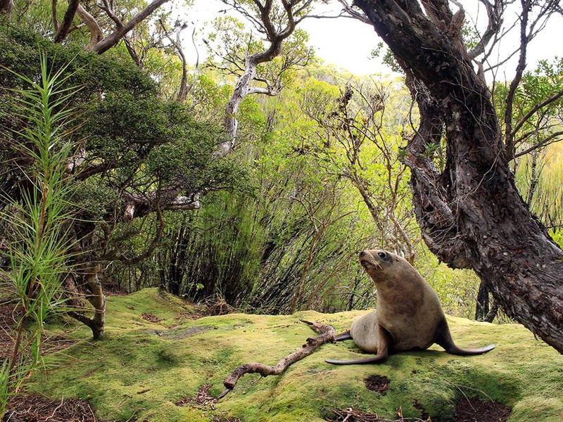 21 "Кровать из мха". Автор - Jacob Anderson. Исчезающие морские львы Новой Зеландии часто встречаются в лесах острова Окленд.