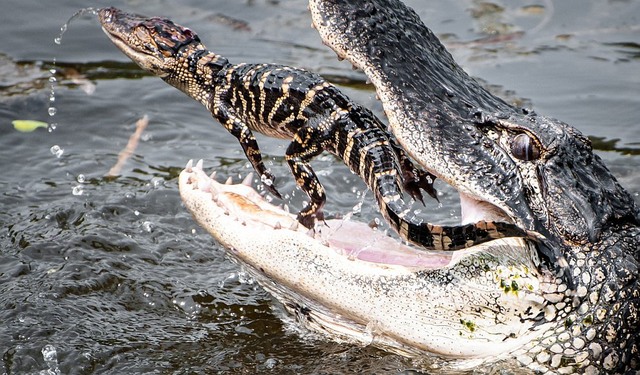 33. Молодой крокодил пойман взрослым аллигатором. Автор - Steve Scherer.