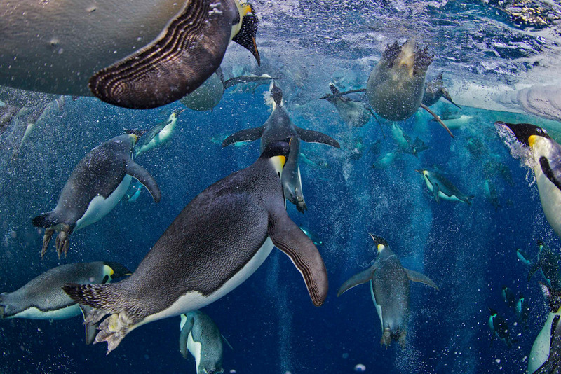 «Императорские пингвины». Фотограф - Пол Никлен (Канада). 1 место в категории «Природа» за Серию снимков. 
Последние исследования выявили, что императорские пингвины имеют способность плавать в три раза быстрее за счет выпускания миллионов пузырьков из своих перьев.