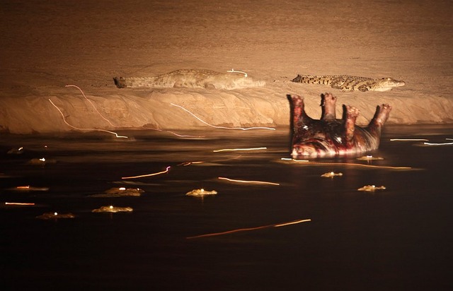 39. Мертвый гипопотам в реке и крокодилы, Замбия. Автор - Stephan Tuengler.