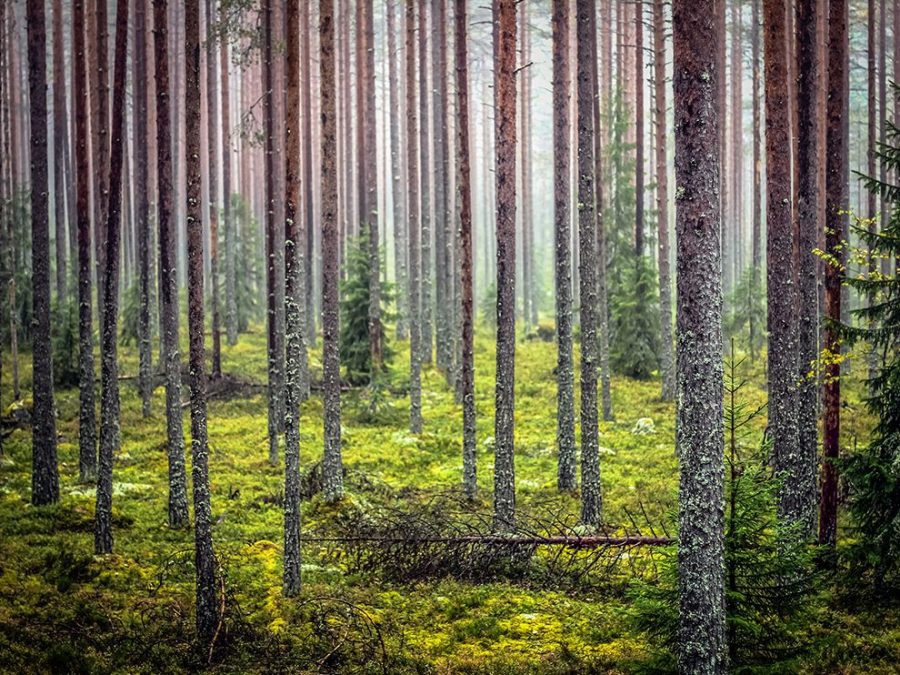 30 "Утро в лесу". Финляндия. Автор - Jekaterina L.
