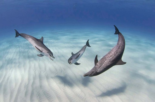47. Атлантические Пятнистые дельфины, Багамские острова. Автор - John Gaskell.