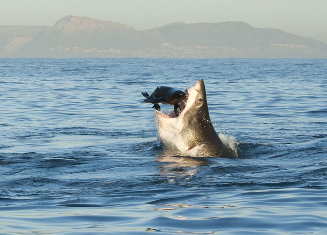 49. Белая акула, поймавшая морского котика. Южная Африка. Автор – Tonya Herron.