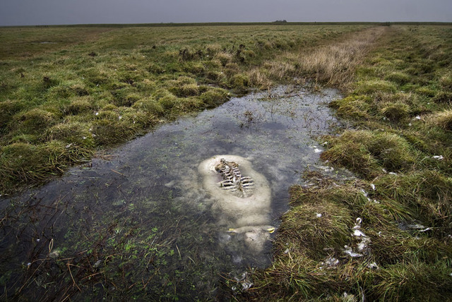 50. Утонувшая овца в южной части полуострова Ютландия, Дания.  Автор - Johannes Bojesen.