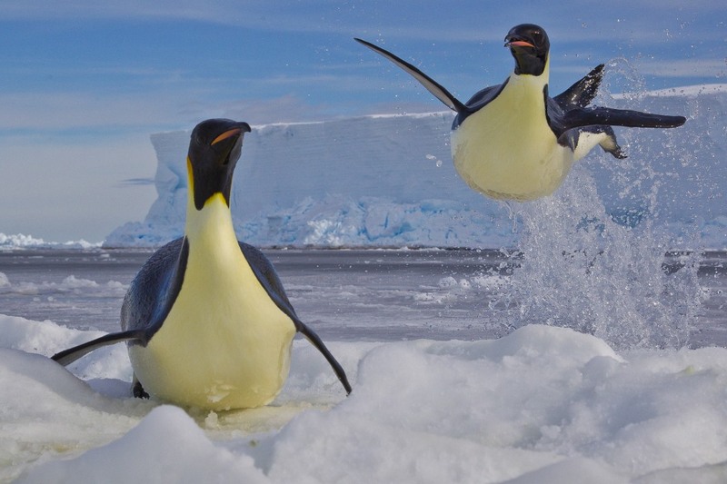 «Императорские пингвины». Фотограф - Пол Никлен (Канада).Фото из серии.