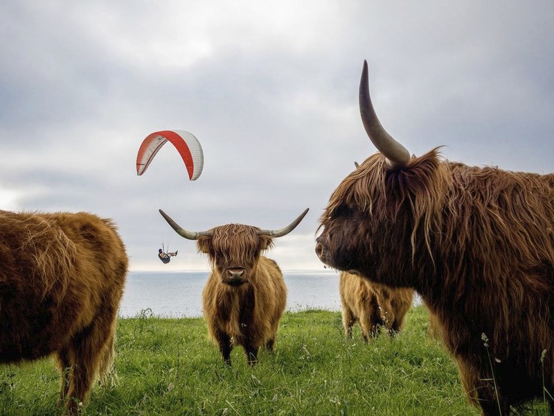 14 Высокогорные коровы в Дании. Автор - David Bengtsson.