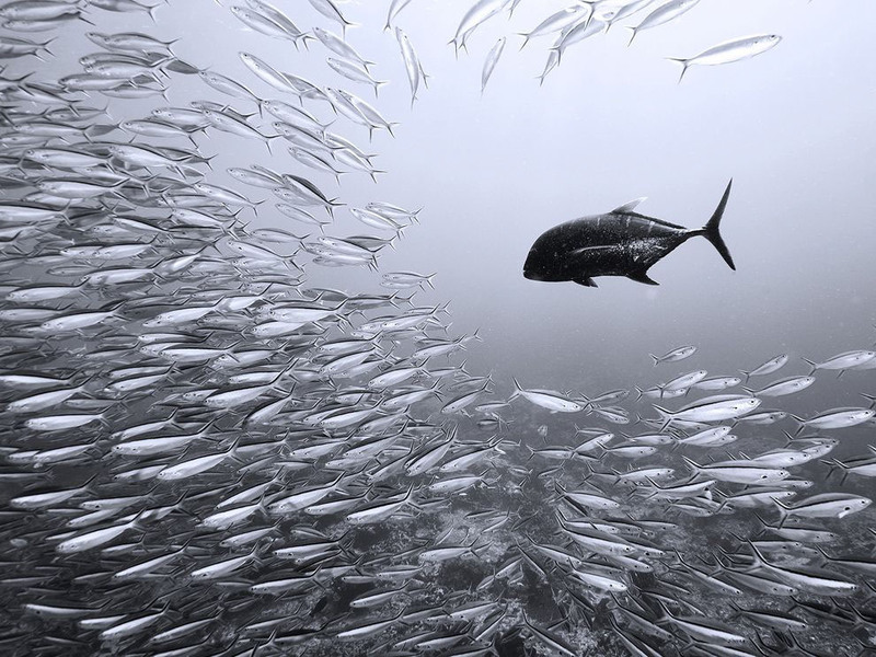 12. Хищная рыба, австралийский каранкс, медленно приближается к стае сардин. Дает им время привыкнут к нему, чтобы потом внезапно напасть. Автор - Nadya Kulagina.
