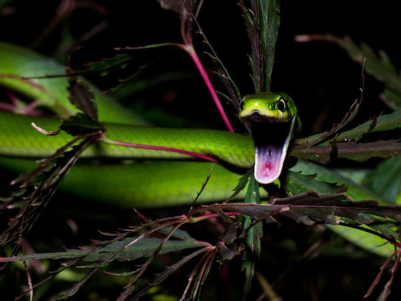 14. Зеленый травяной уж в кроне японского клена не собирается нападать, а просто зевает. Автор - Jason Wiles.