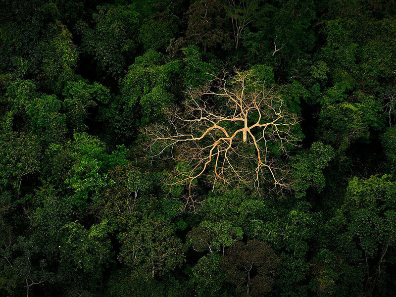 18. Засохшее дерево в джунглях в Mosquito Coast. Гондурас. Автор - Jeremy Lock.