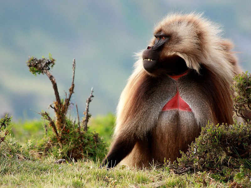 22. Мартышка гелада. Фото сделано в национальном парке Simien Mountains в Эфиопии. Автор - Brian Shuchuk.