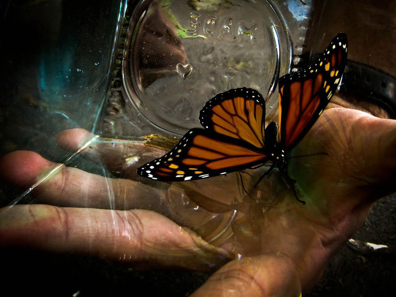 26. Бабочка монарх, которая только что вылупилась из куколки в стеклянной банке. Автор - Kenzie Reynen.