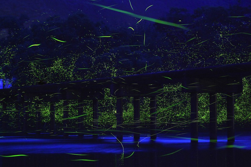 19 Светлячки на берегу реки Шиманто, Япония. Источник: Takehito Miyatake
