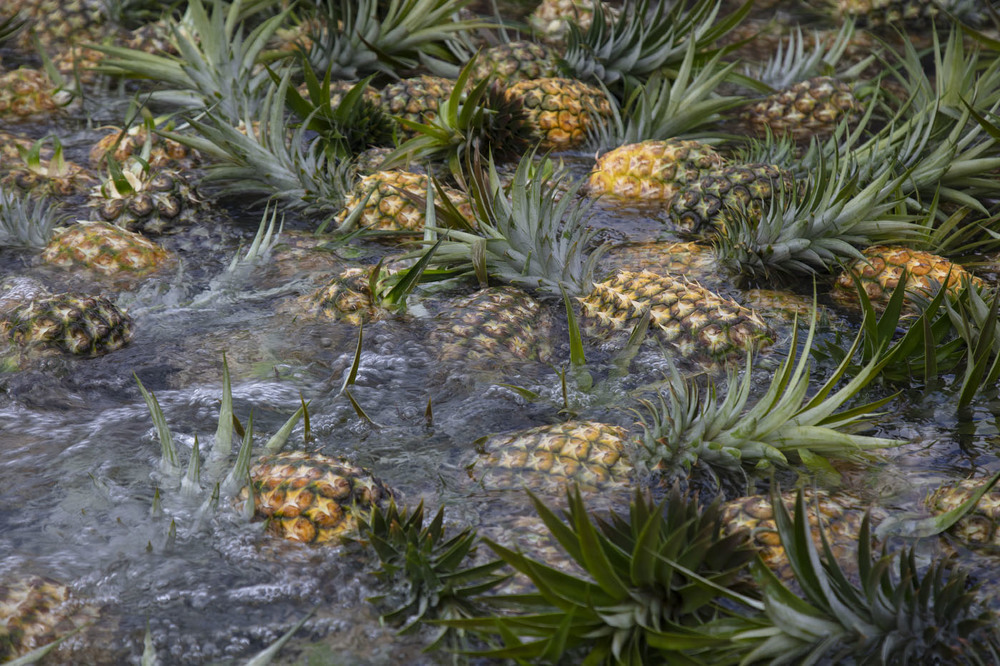 DOLE — ананасовая ферма на острове Оаху
