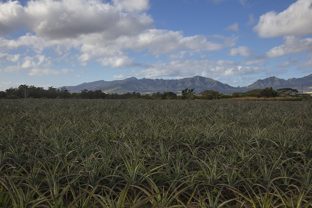 DOLE — ананасовая ферма на острове Оаху