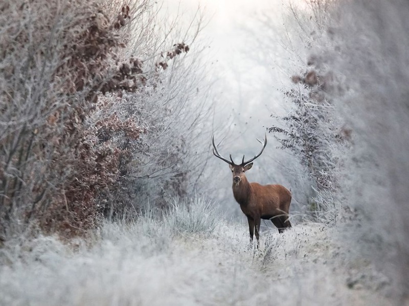 8 "Deer in winter". Снимок сделан во Франции. Автор - Николас Ле Булангер.