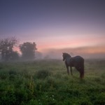 В туман... Author: Ігор Солодовніков