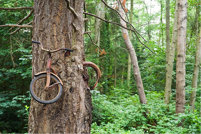 1 Велосипед, «съеденный» деревом. Источник: Ethan Welty.