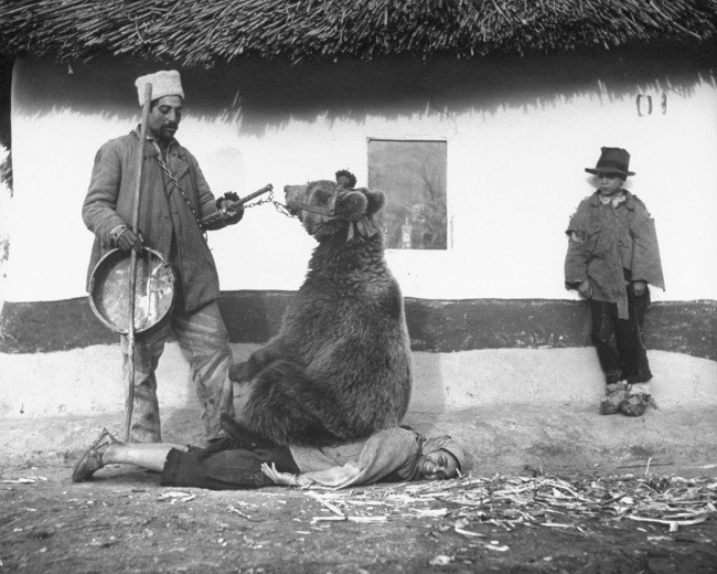 5 Лечение спины медведем. Румыния, 1946. Источник: imgur