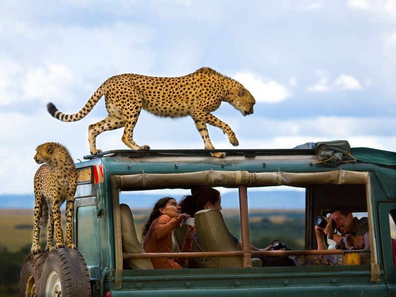 1 Гепарды, запрыгнувшие на джип туристов. Кения.Автор - Yanai Bonneh.