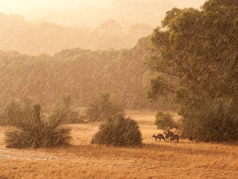 6 Кенгуру пережидают вечерний дождь. Южная Австралия. Автор - Graeme Ricketts.