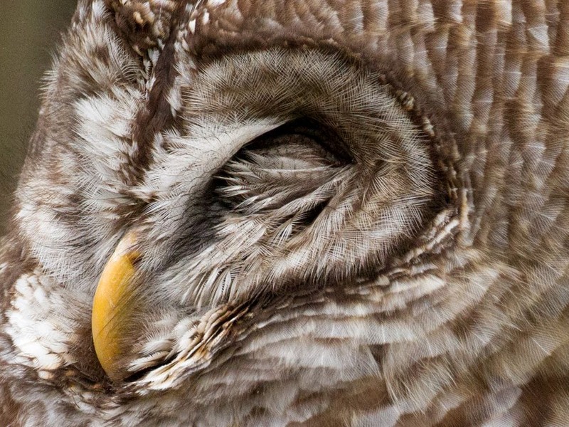 15 Спящая сова в заповеднике в западной Флориде. Автор - Barbara Motter.