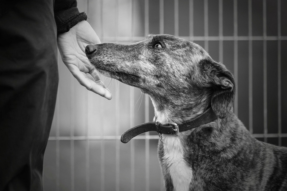 3 Первое место в категории «Поисково-спасательные собаки»
Хлоя обнюхивает руку человека, который за ней ухаживает. Автор фото: Александра Робинс.