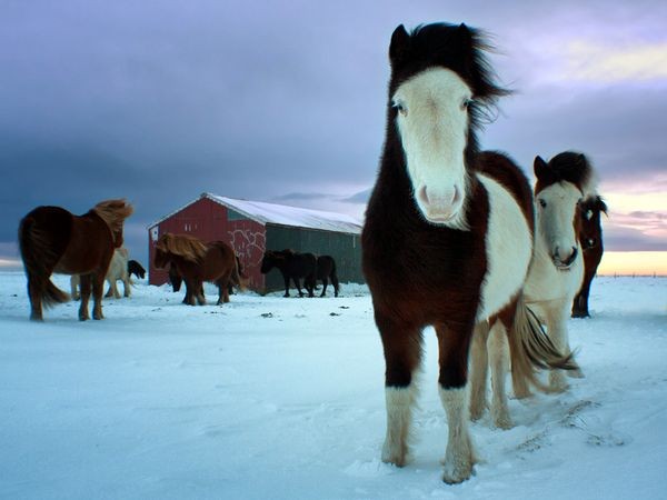 Исландские лошади все время проводят на улице, даже в зимнее время. Этот жеребенок сфотографирован на юге Исландии в декабре 2011 года. Фото: Marketa Kalvachova