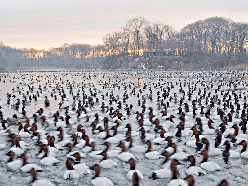 18 Зимовка уток на частном пруду в Чесапикском заливе. Штат Мериленд. Автор - Paul Bramble.