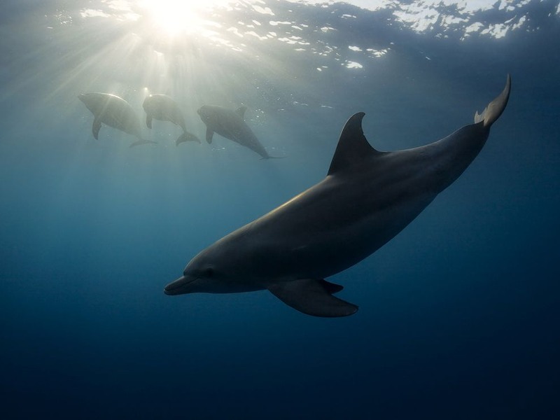 25 Дельфины в Красном море. Автор - Natalia Pryanishnikova.
