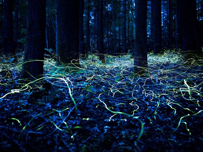 27 Голубые светлячки в лесу Северной Каролины. Автор - Spencer Black.