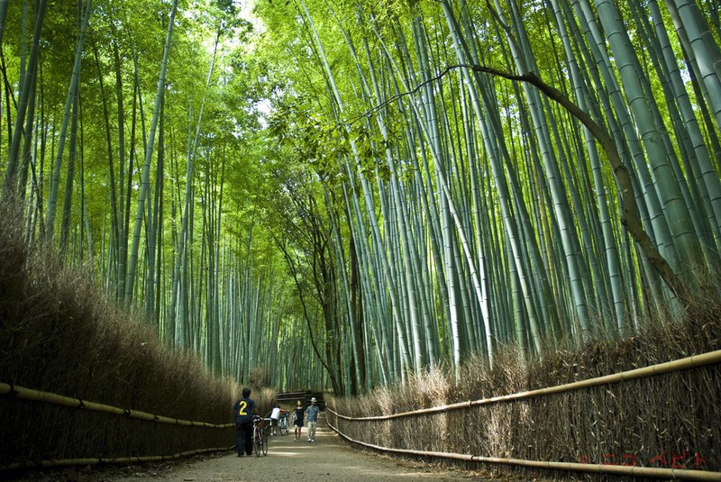 Bamboo, Arashiyama. Автор - Nico Pepito