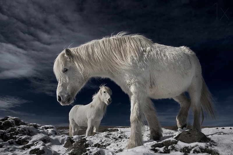 4 Дикие белые лошади. Автор - Bragi J. Ingibergsson.