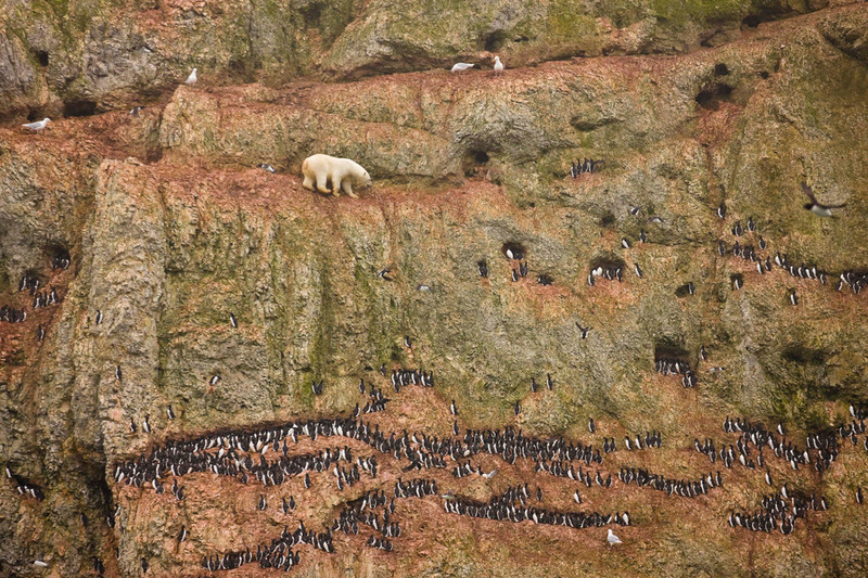 8. Первое место в категории «Природа. Одно фото»: самец белого медведя опасно завис на скале над океаном на островах Оранских, пытаясь дотянуться до птичьих яиц. (Jenny E. Ross)