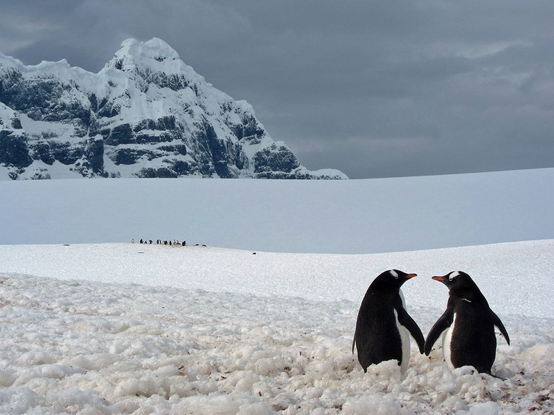 1. Парочка пингвинов. Снимок сделан в Порт Локрой (Антарктида) в 2010 году. Автор - Marius Ilies.