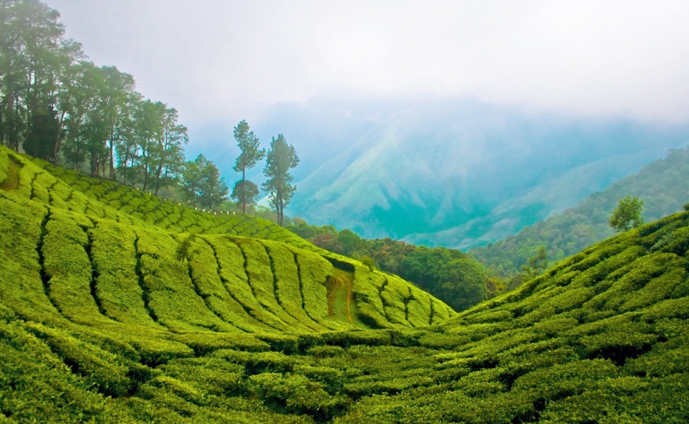 2 Чайная плантация Индии Муннар. Источник: hdlandscapewallpapers.com